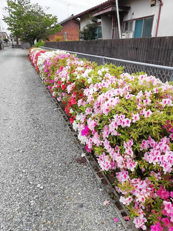 参道のツツジ #お寺 #日蓮宗 #終活 #葬儀 #納骨 #永代供養 #檀家