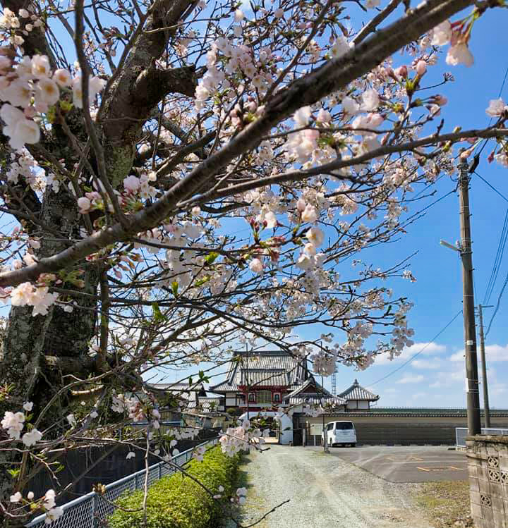 桜02 #お寺 #日蓮宗 #終活 #葬儀 #納骨 #永代供養 #檀家 #佐賀市