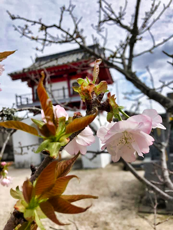 美化の日 #お寺 #日蓮宗 #終活 #葬儀 #納骨 #永代供養 #檀家 #佐賀市