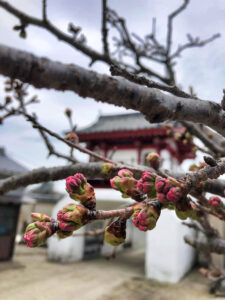 寺ヨガ #お寺 #日蓮宗 #終活 #葬儀 #納骨 #永代供養 #檀家 #佐賀市