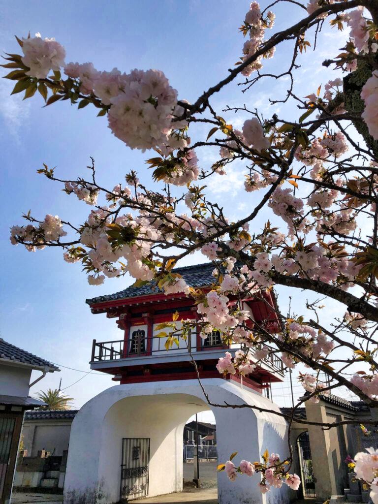 桜満開 #お寺 #日蓮宗 #終活 #葬儀 #納骨 #永代供養 #檀家 #佐賀市